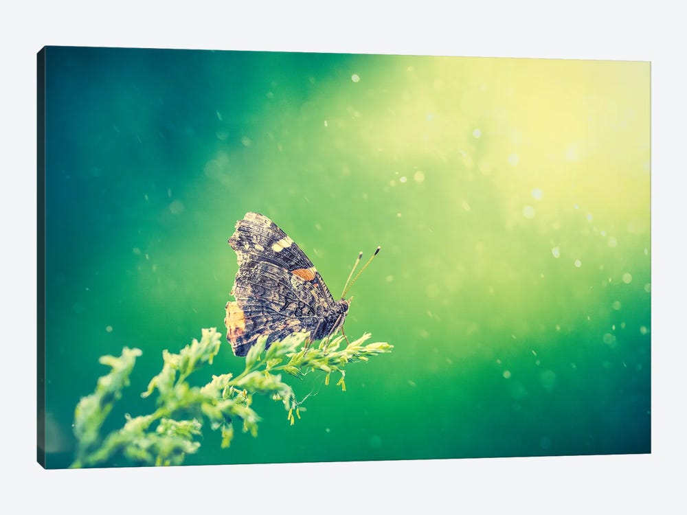 Butterfly At The Beam Of Sun by Nik Rave 1-piece Canvas Wall Art
