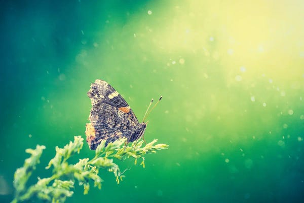 Nik Rave: Butterfly At The Beam Of Sun by Nik Rave