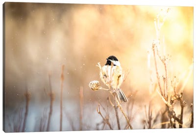 Bird At Sunny Winter Snowfall Canvas Art Print - Nik Rave