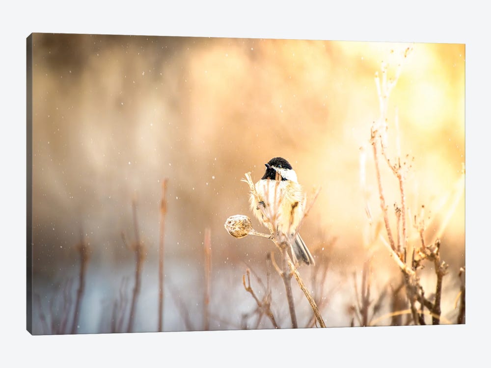 Bird At Sunny Winter Snowfall by Nik Rave 1-piece Canvas Print