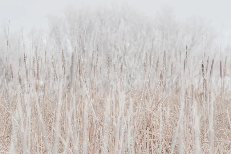 Cattails Hoarfrost With Snow