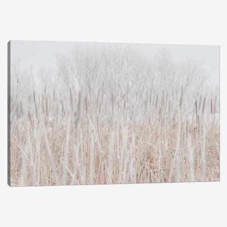 Cattails Hoarfrost With Snow Canvas Print #NRV336} by Nik Rave Canvas Print