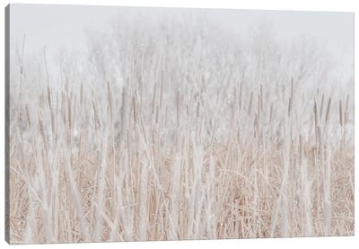 Cattails Hoarfrost With Snow Canvas Art Print - Grass Art
