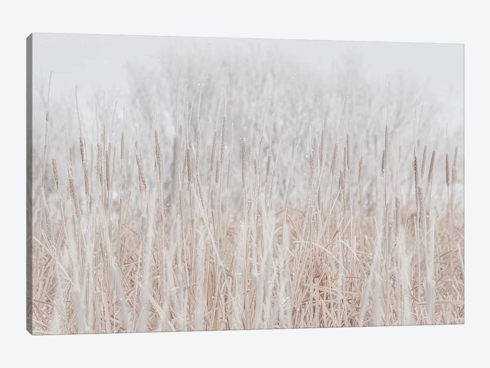 Cattails Hoarfrost With Snow by Nik Rave 1-piece Canvas Art Print