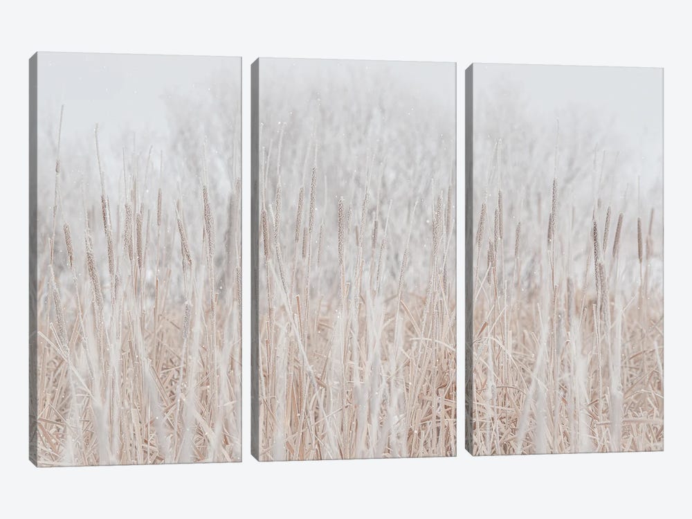 Cattails Hoarfrost With Snow by Nik Rave 3-piece Art Print