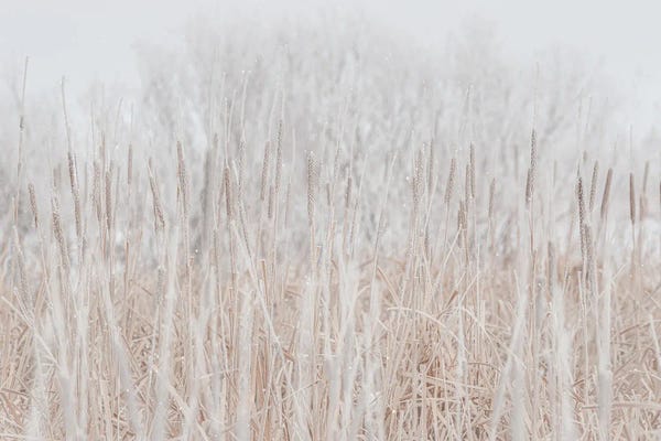 Cattails Hoarfrost With Snow