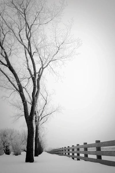 Rustic Winter: Hoarfrost Fence by Nik Rave