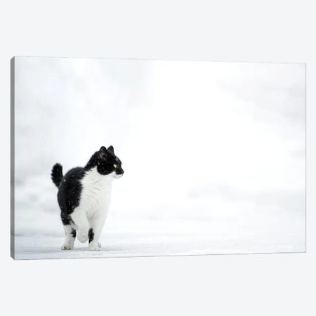 Cat On The Snow Canvas Print #NRV339} by Nik Rave Canvas Artwork