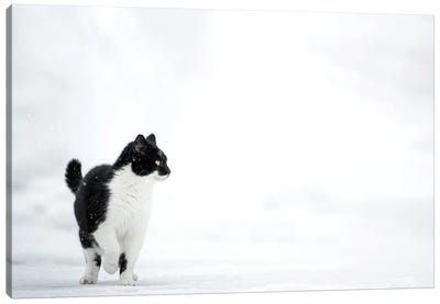 Cat On The Snow Canvas Art Print - Tuxedo Cat Art