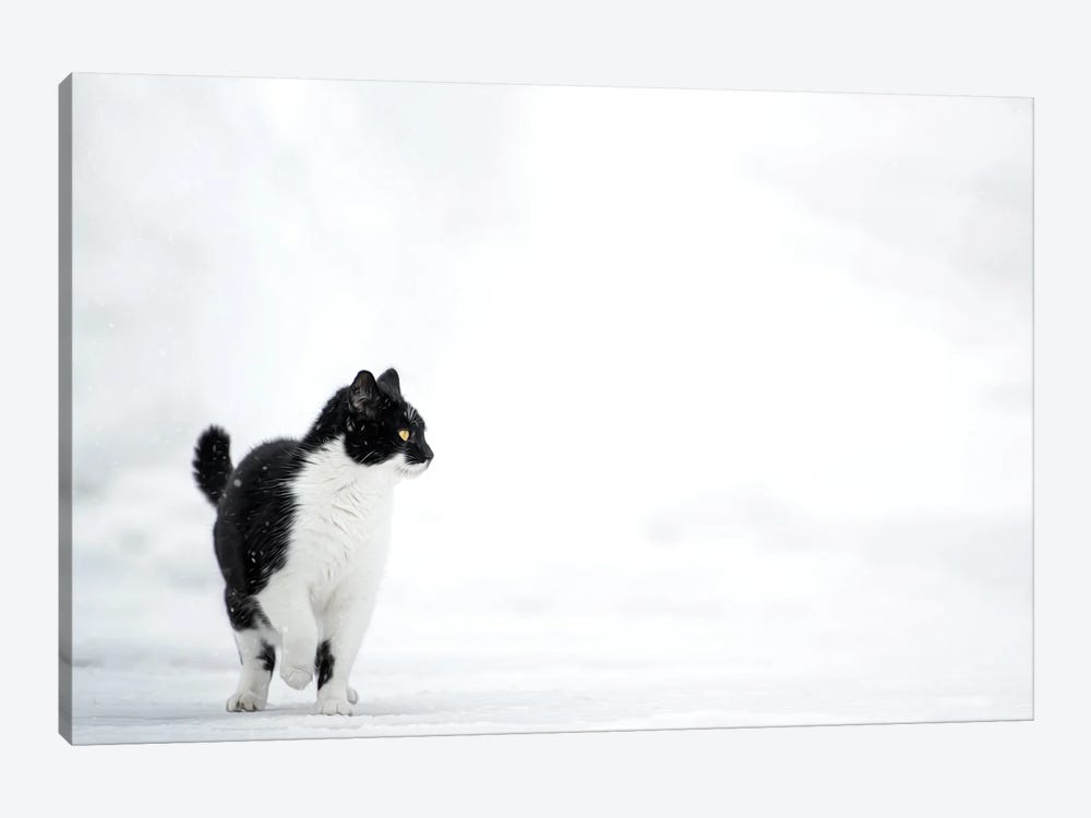 Cat On The Snow by Nik Rave 1-piece Canvas Artwork