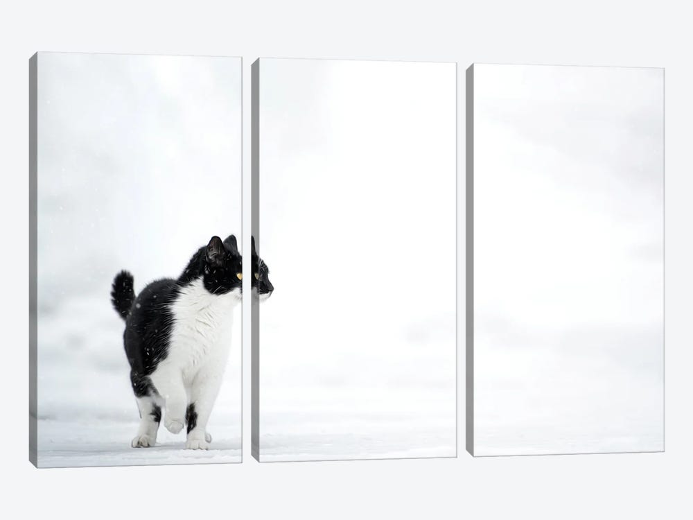 Cat On The Snow by Nik Rave 3-piece Canvas Wall Art