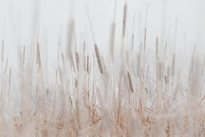 Cattails Hoarfrost Painting by Nik Rave framed canvas print
