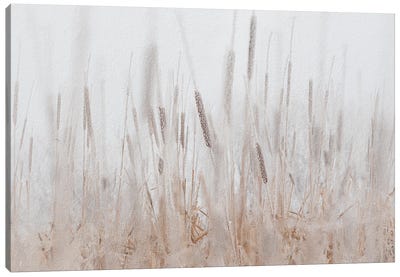 Cattails Hoarfrost Painting Canvas Art Print