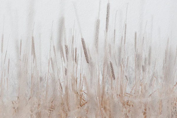 Grasses: Cattails Hoarfrost Painting by Nik Rave