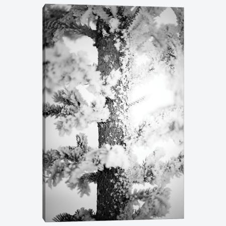 Hoarfrost Pine Up Close Canvas Print #NRV341} by Nik Rave Canvas Art Print