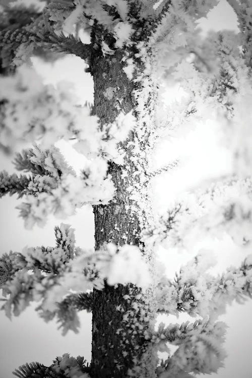 Hoarfrost Pine Up Close by Nik Rave wall art