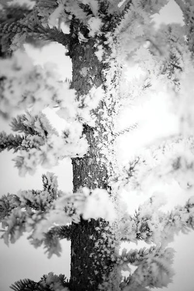 Nik Rave: Hoarfrost Pine Up Close by Nik Rave