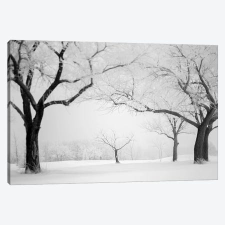 Hoarfrost Small Trees Framed By Big Trees Canvas Print #NRV342} by Nik Rave Canvas Print