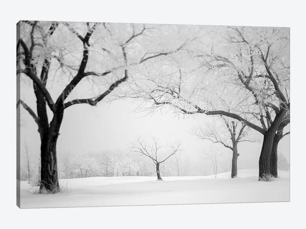 Hoarfrost Small Trees Framed By Big Trees by Nik Rave 1-piece Canvas Artwork