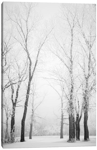 Hoarfrost Trees Path Canvas Art Print - Winter Wonderland