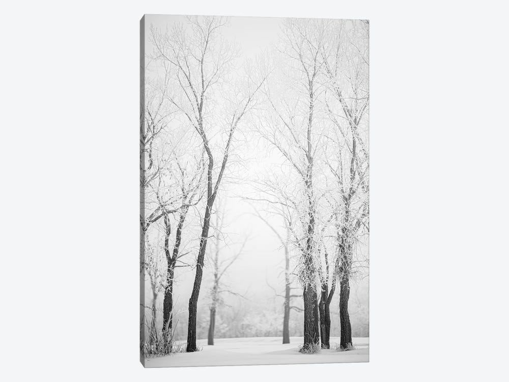 Hoarfrost Trees Path by Nik Rave 1-piece Canvas Print