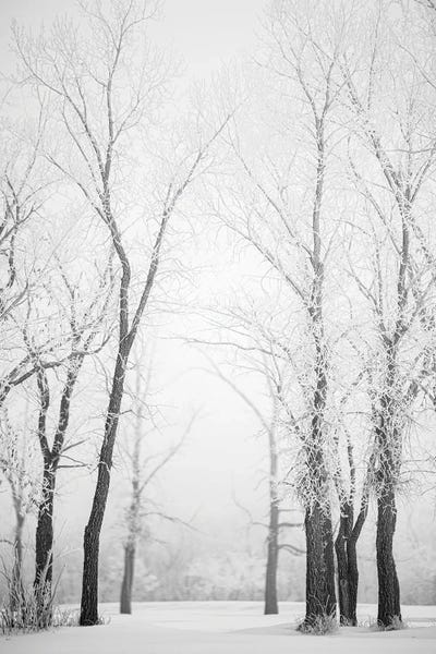 Rustic Winter: Hoarfrost Trees Path by Nik Rave