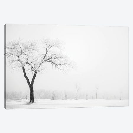 Hoarfrost Lonely Trees Canvas Print #NRV344} by Nik Rave Canvas Artwork