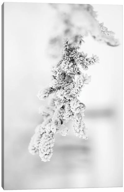 Hoarfrost Pine Brench Canvas Art Print - Rustic Winter