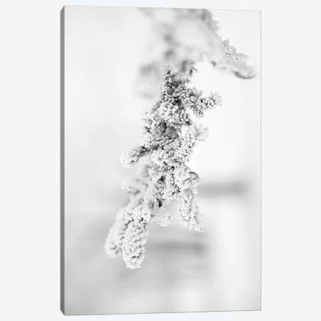 Hoarfrost Pine Brench Canvas Print #NRV345} by Nik Rave Canvas Wall Art