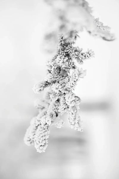 Pine Trees: Hoarfrost Pine Brench by Nik Rave