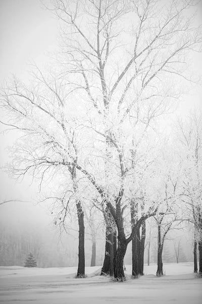 Hoarfrost Trees by Nik Rave canvas print