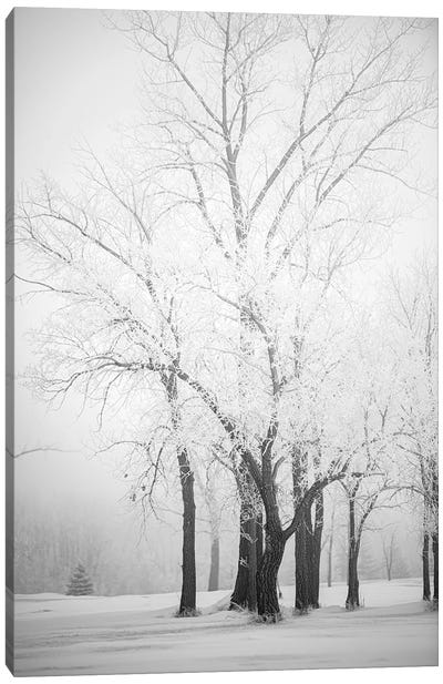 Hoarfrost Trees Canvas Art Print - Winter Wonderland