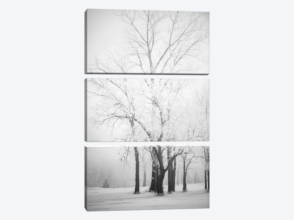 Hoarfrost Trees by Nik Rave 3-piece Canvas Print