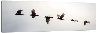 Equilibrium: Sequential Shoot Of A Flying Raven Canvas Art Print - Nik Rave