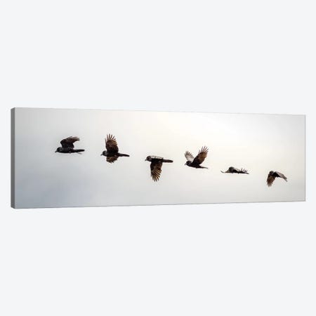Equilibrium: Sequential Shoot Of A Flying Raven Canvas Print #NRV34} by Nik Rave Canvas Art