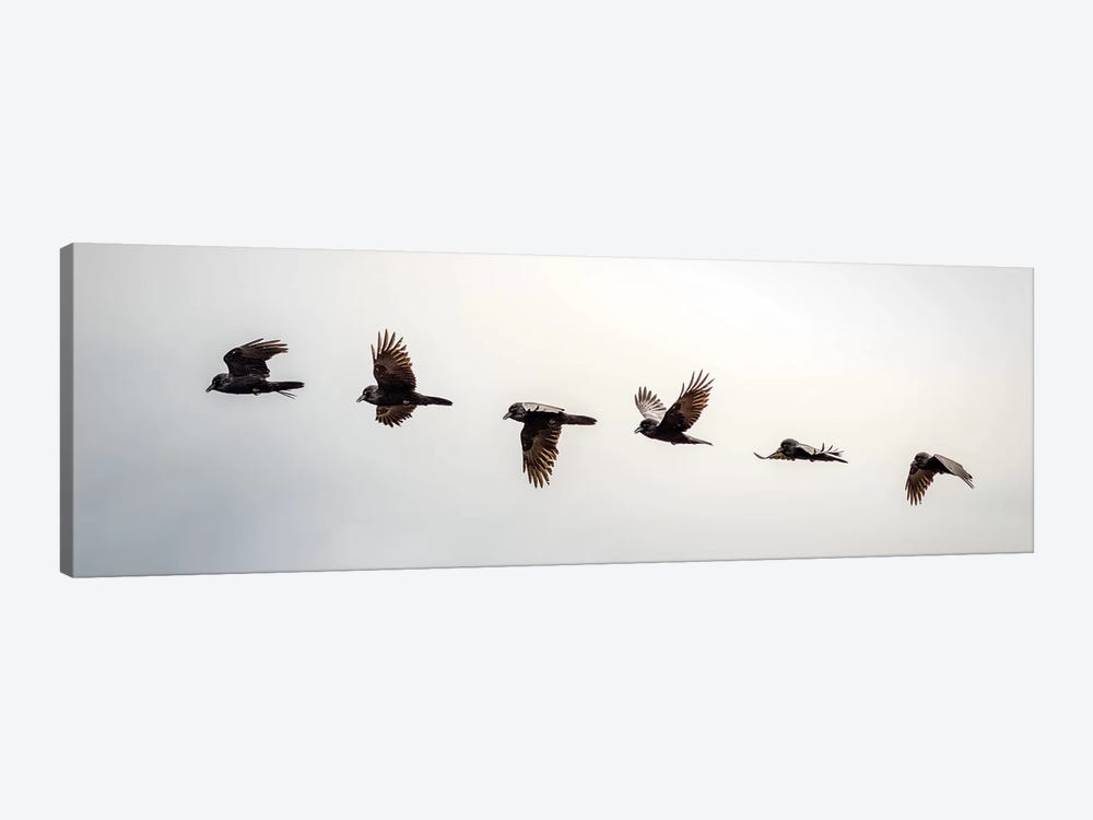 Equilibrium: Sequential Shoot Of A Flying Raven by Nik Rave 1-piece Canvas Art Print