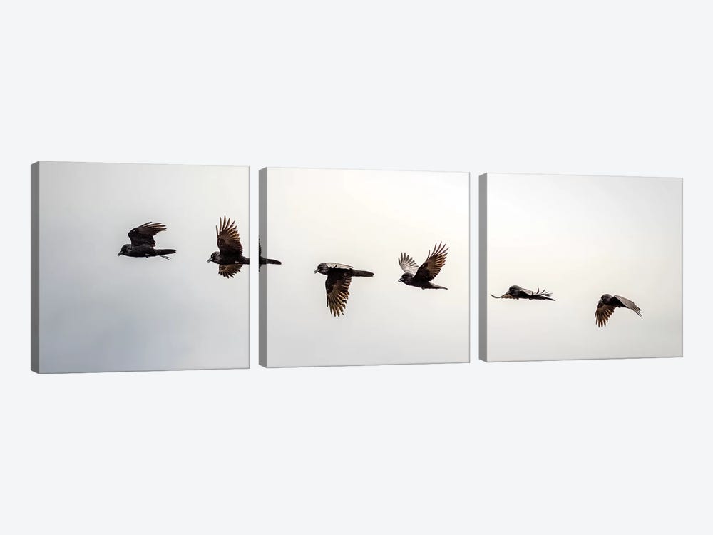 Equilibrium: Sequential Shoot Of A Flying Raven by Nik Rave 3-piece Canvas Print