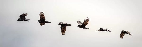 Nik Rave: Equilibrium: Sequential Shoot Of A Flying Raven by Nik Rave