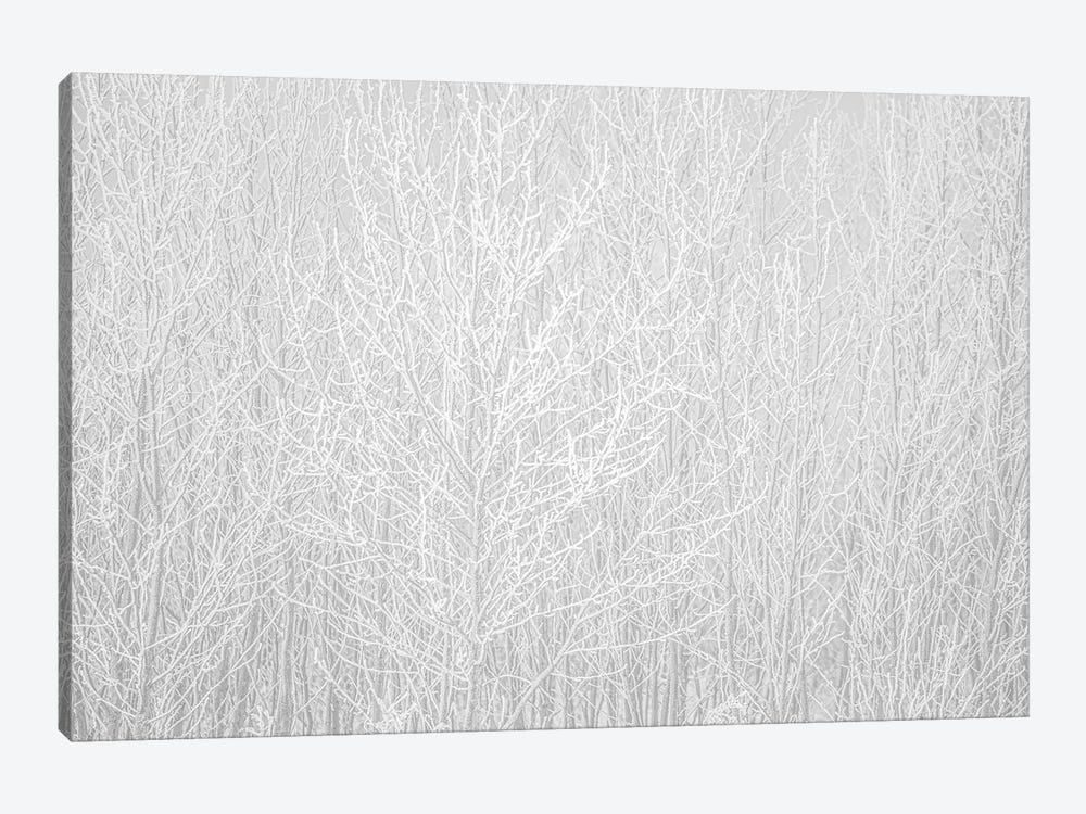 Hoarfrost White by Nik Rave 1-piece Canvas Print
