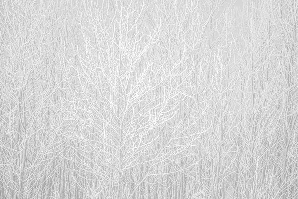 Snowscapes: Hoarfrost White by Nik Rave