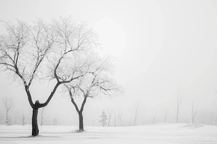 Two Hoarfrost Trees