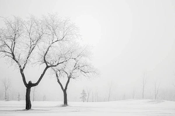 Rustic Winter: Two Hoarfrost Trees by Nik Rave