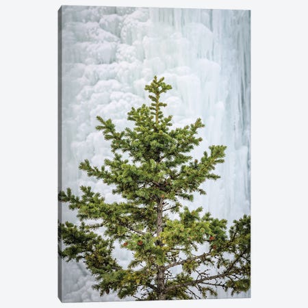 Pine At The Frozen Waterfall Canvas Print #NRV358} by Nik Rave Canvas Wall Art