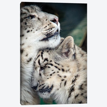 Snow Leopard Mother And Cab Canvas Print #NRV35} by Nik Rave Canvas Art