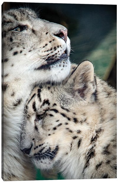 Snow Leopard Mother And Cab Canvas Art Print