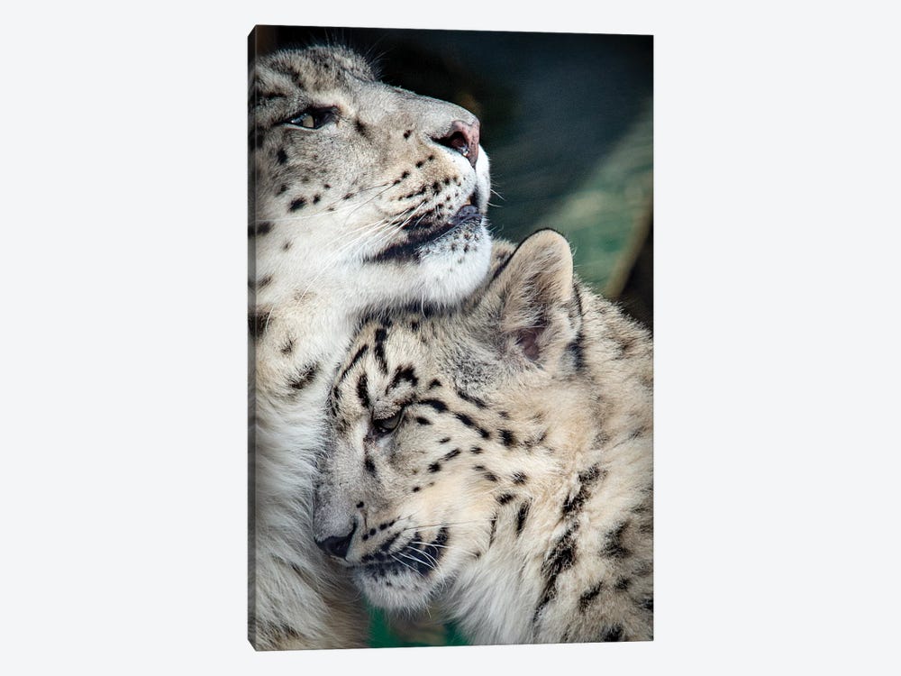 Snow Leopard Mother And Cab by Nik Rave 1-piece Canvas Wall Art