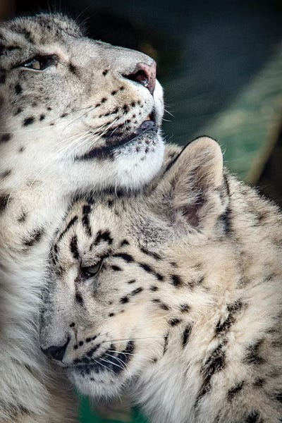 Nik Rave: Snow Leopard Mother And Cab by Nik Rave