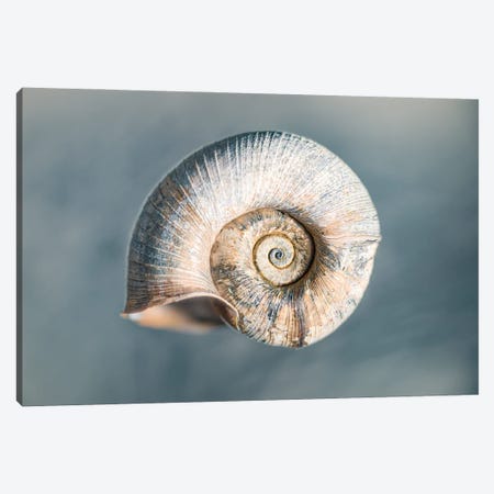 100 Years Of Shell Cyan Edition Canvas Print #NRV360} by Nik Rave Canvas Art Print