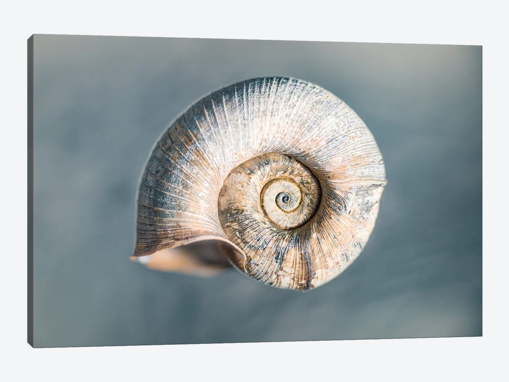 100 Years Of Shell Cyan Edition by Nik Rave 1-piece Canvas Art