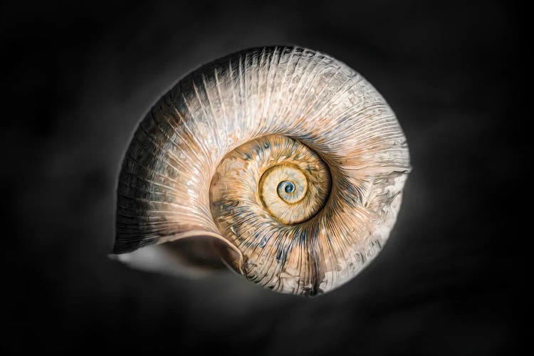 100 Years Of Shell Gold Edition by Nik Rave wall art